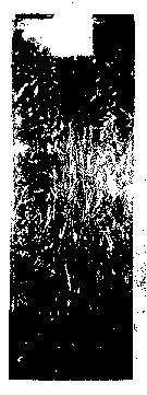 Fig 10.